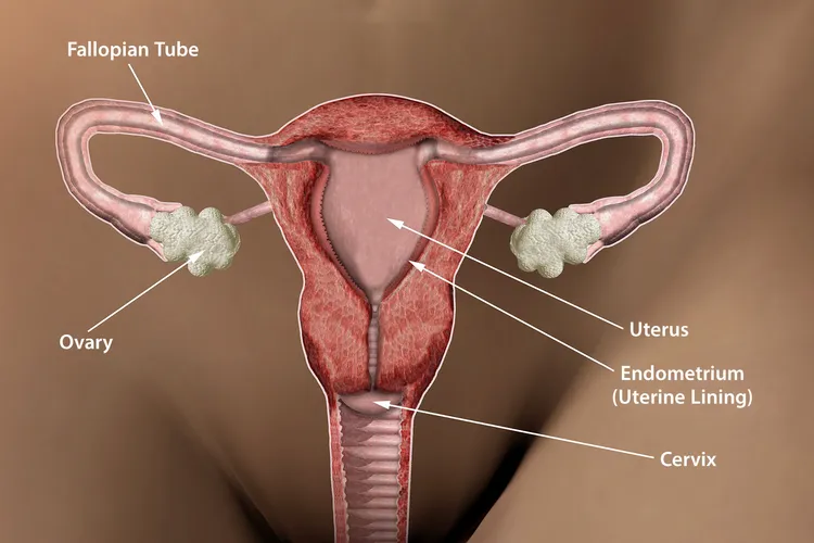 photo of female reproductive anatomy