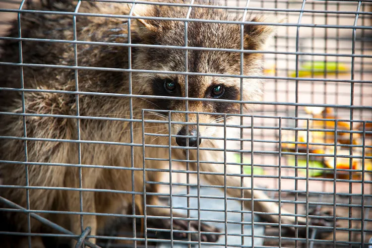 photo of Trapped raccoon 