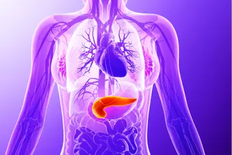 photo of pancreas anatomy