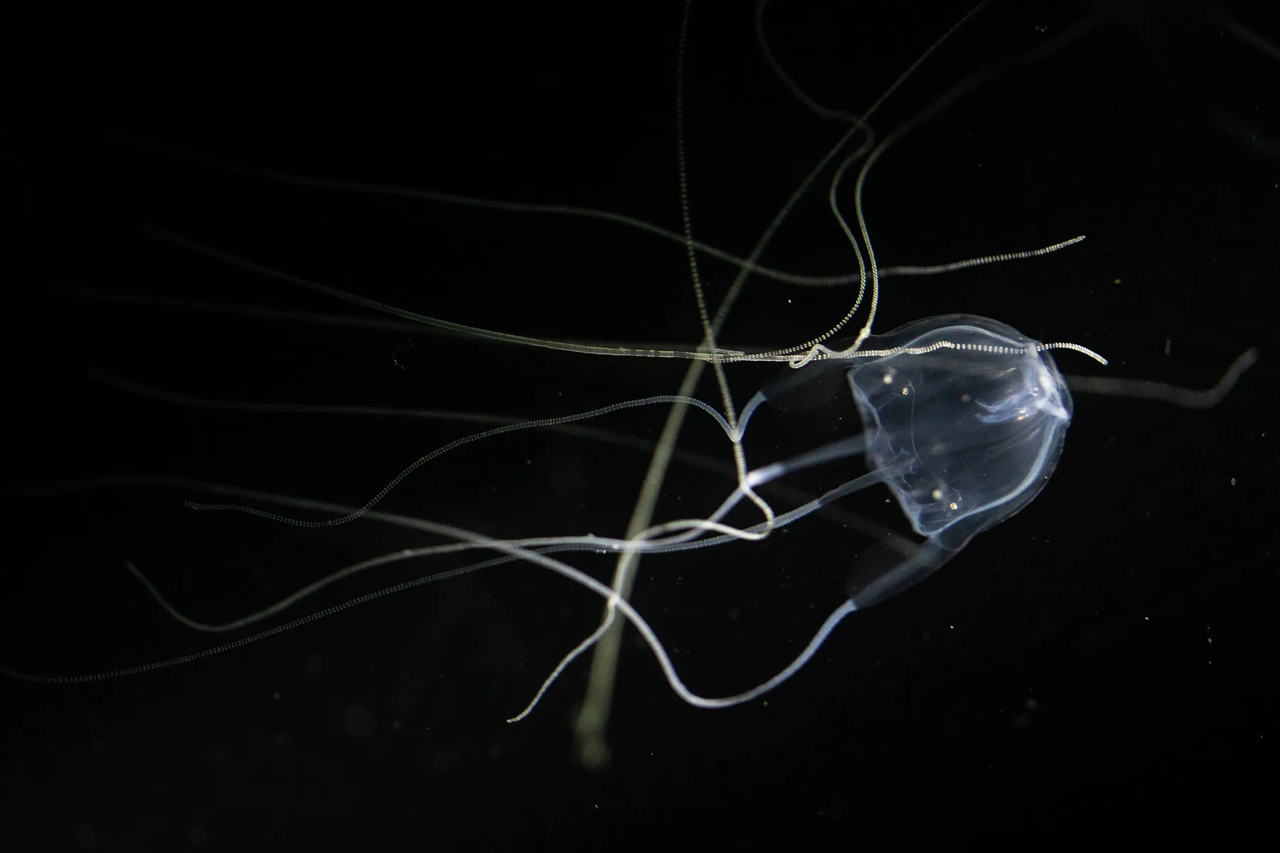 What Are Box Jellyfish Stings? Symptoms and Treatments