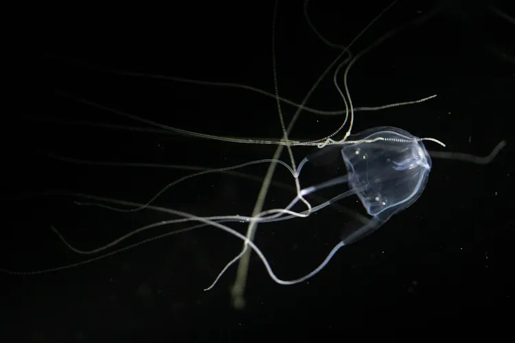 photo of box jellyfish