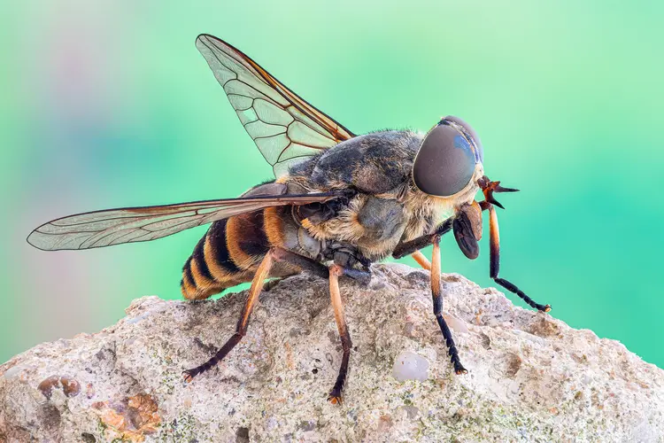 photo of horsefly