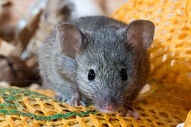Mice come into your house to escape the cold and look for food. (Photo credit: iStock/Getty Images)