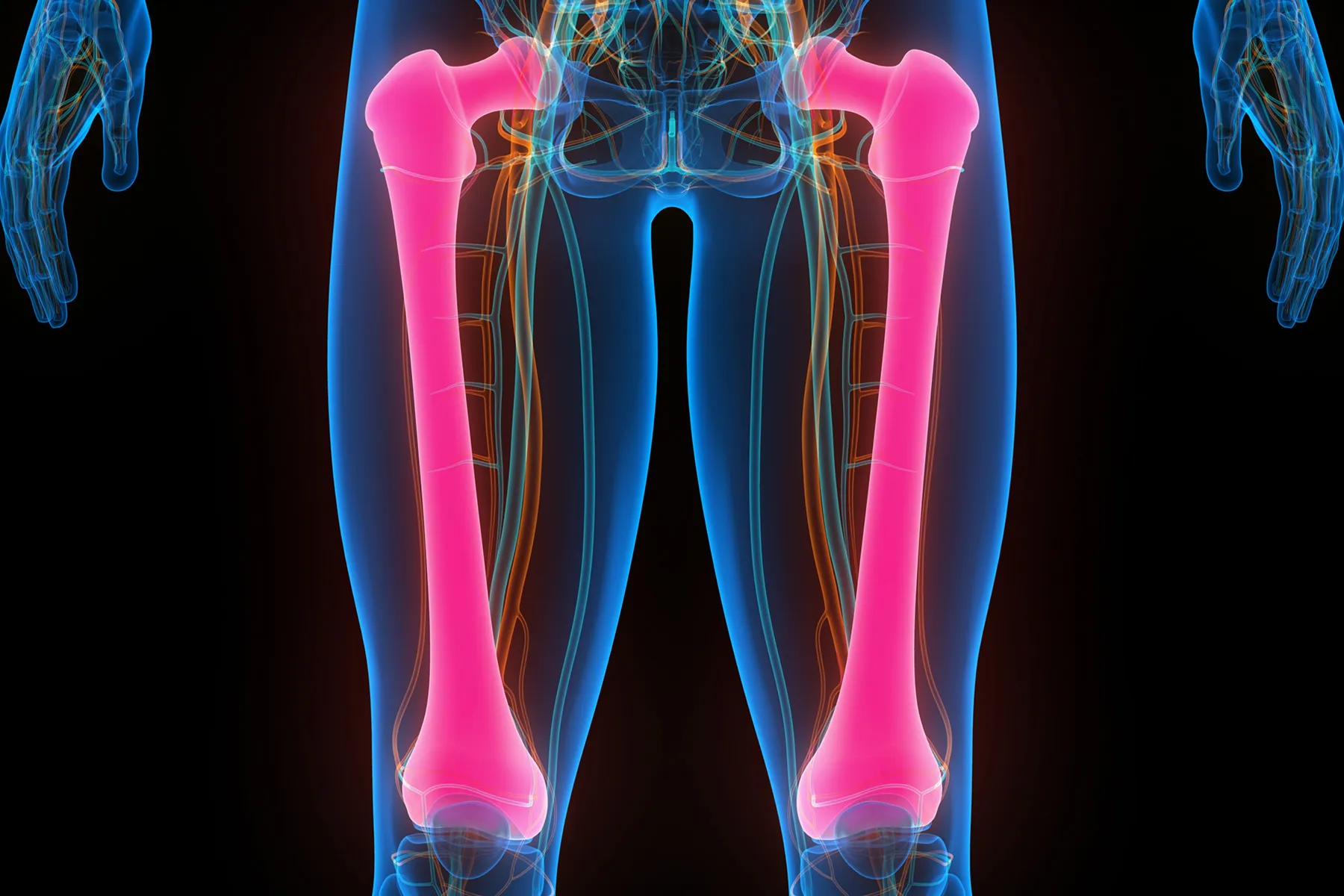 photo of femur bone anatomy