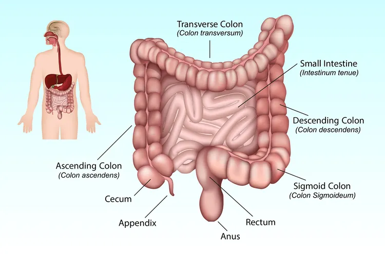 illustration of colon anatomy