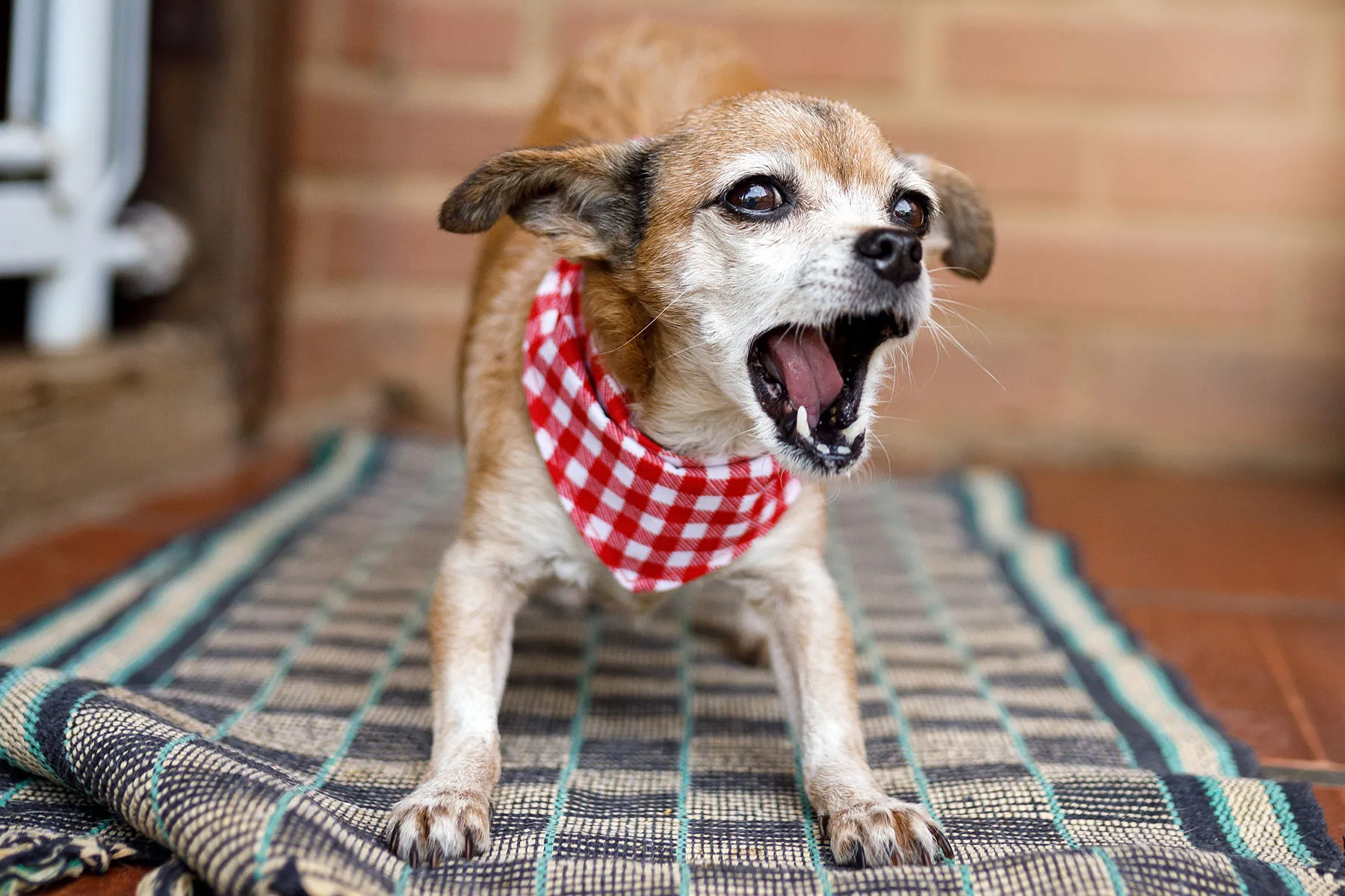 photo of chihuahua barking