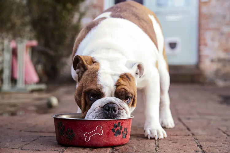photo of Bull Dog Eating from Dog Bowl