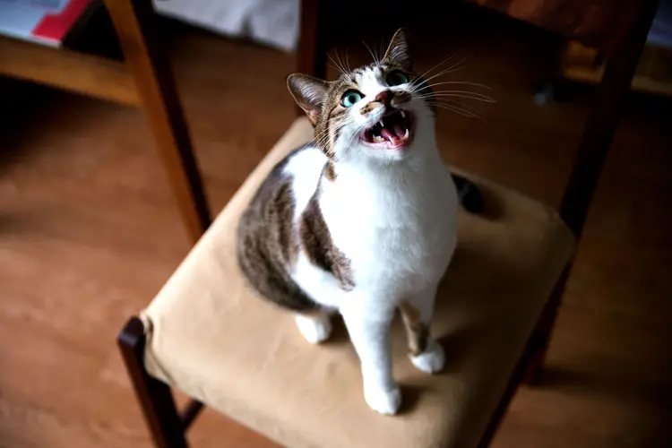 photo of A cat mew on the chair
