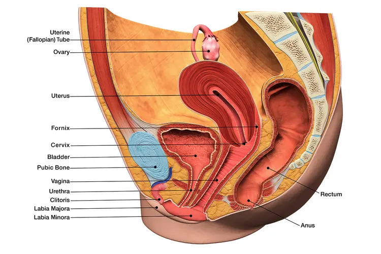 photo of female reproductive system