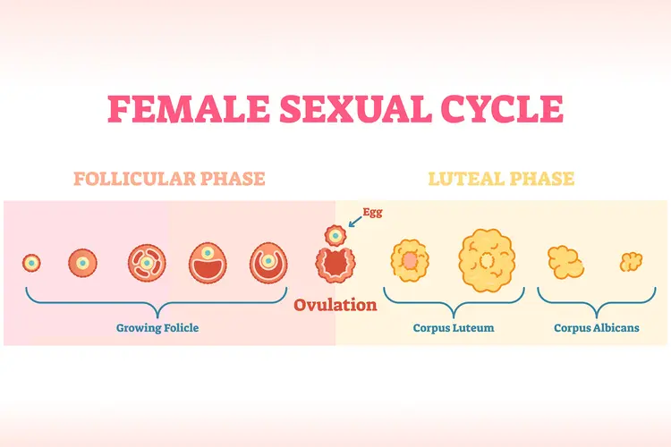 Illustration of a woman's sexual cycle highlighting the follicular phase, ovulation, and the luteal phase.