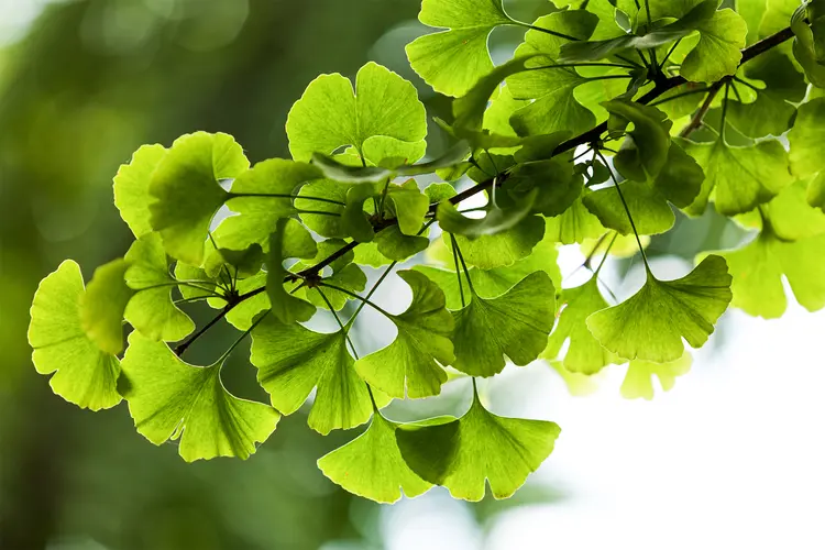 A photo green, fan-shaped Ginkgo biloba leaves on a tree in Yonghe Lamasery, Beijing, China.
