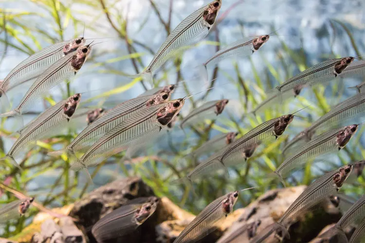 photo of  glass catfish