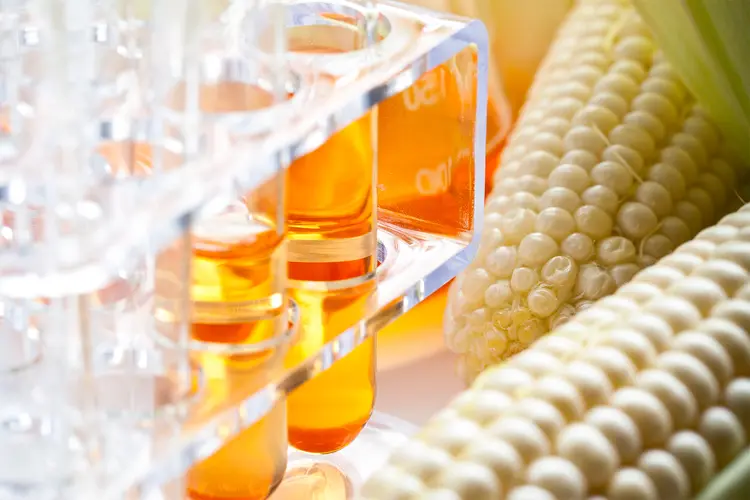 photo of corn cobs and fructose corn syrup