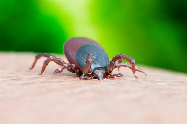 An image illustration of a tick biting human skin up close