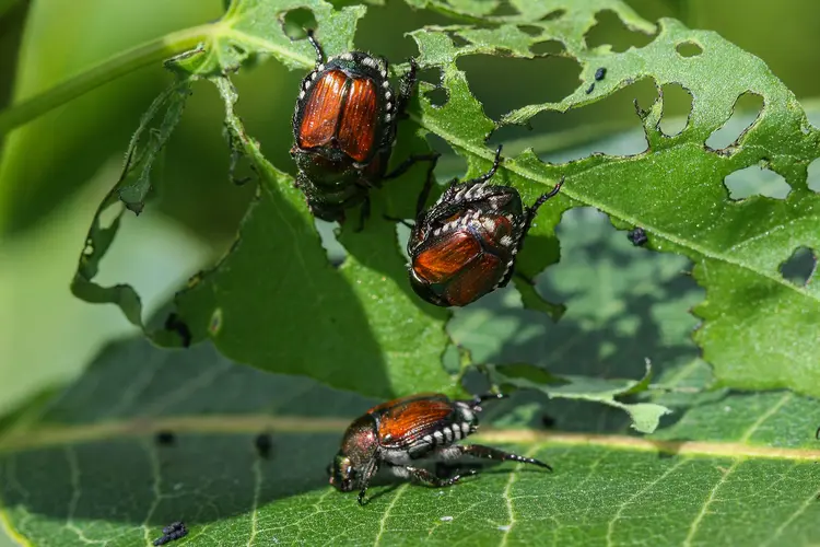 photo of Japanese Beetle