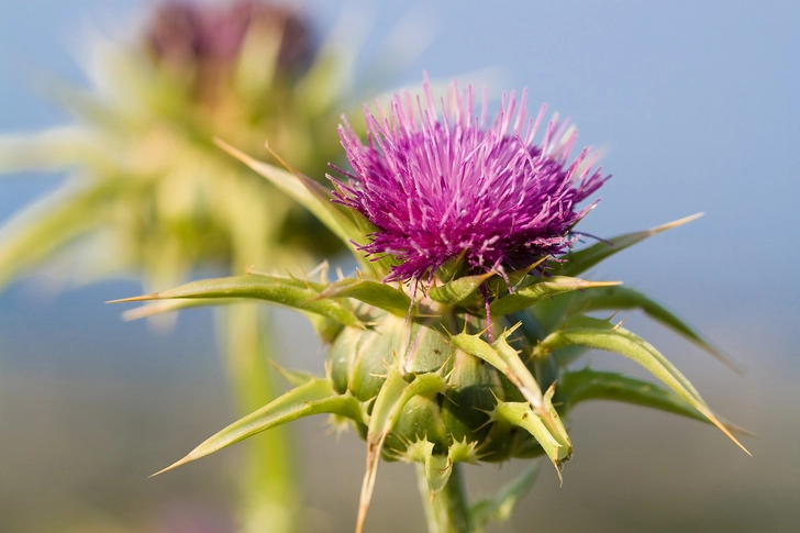 Milk Thistle Milk Thistle
