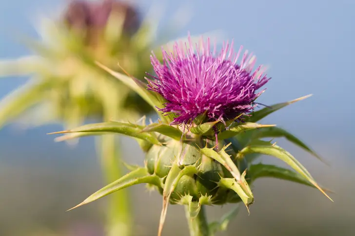 What Is Milk Thistle? What Is Milk Thistle?