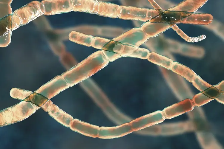 photo of nocardia bacteria rods