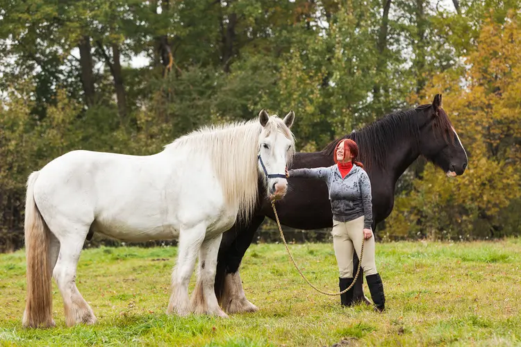 photo of Woman with two shire horses