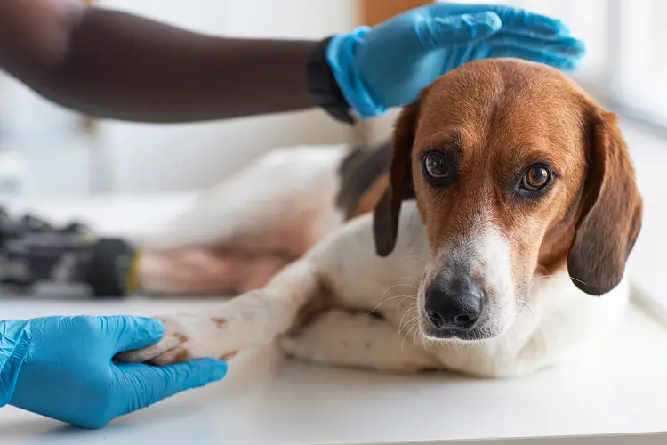 photo of wearing gloves and examining dog