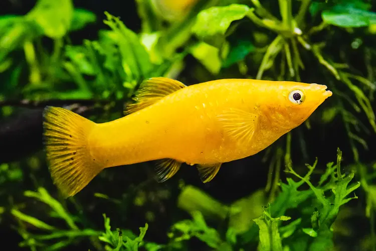 photo of platy fish