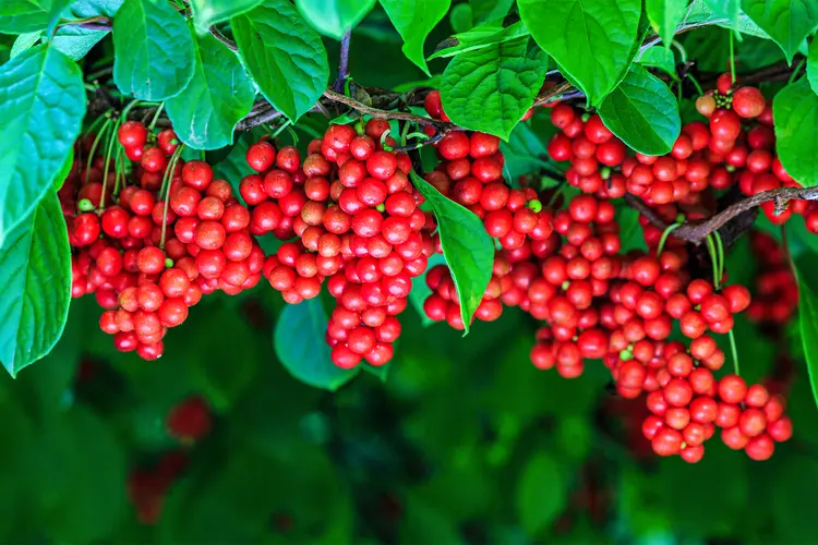 red berries on a schisandra plant