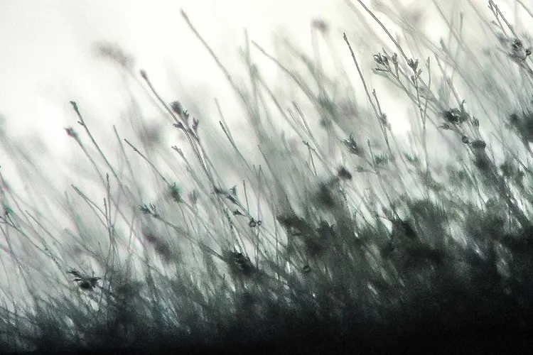 photo of Aspergillus fumigatus