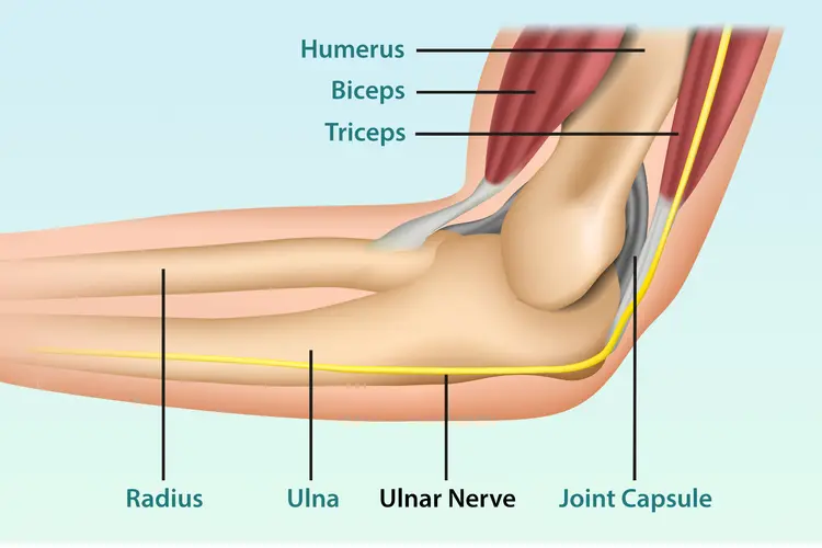 illustration of elbow anatomy