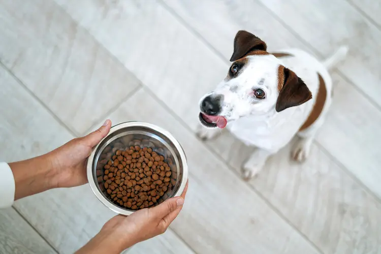 photo of woman feeding dog