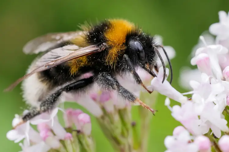 photo of Bumblebee collects flower nectar at sunny day.