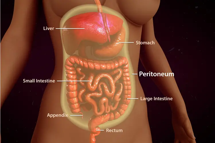photo of abdominal anatomy