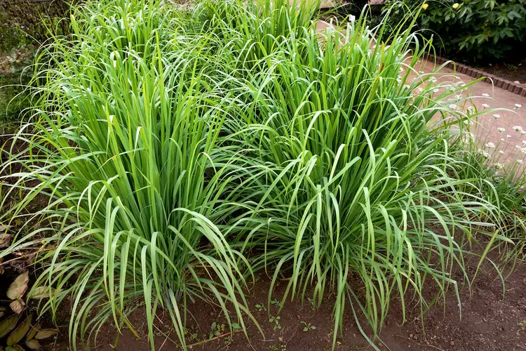 photo of green lemongrass, flowing tendrils of green tufts of grass growing by home