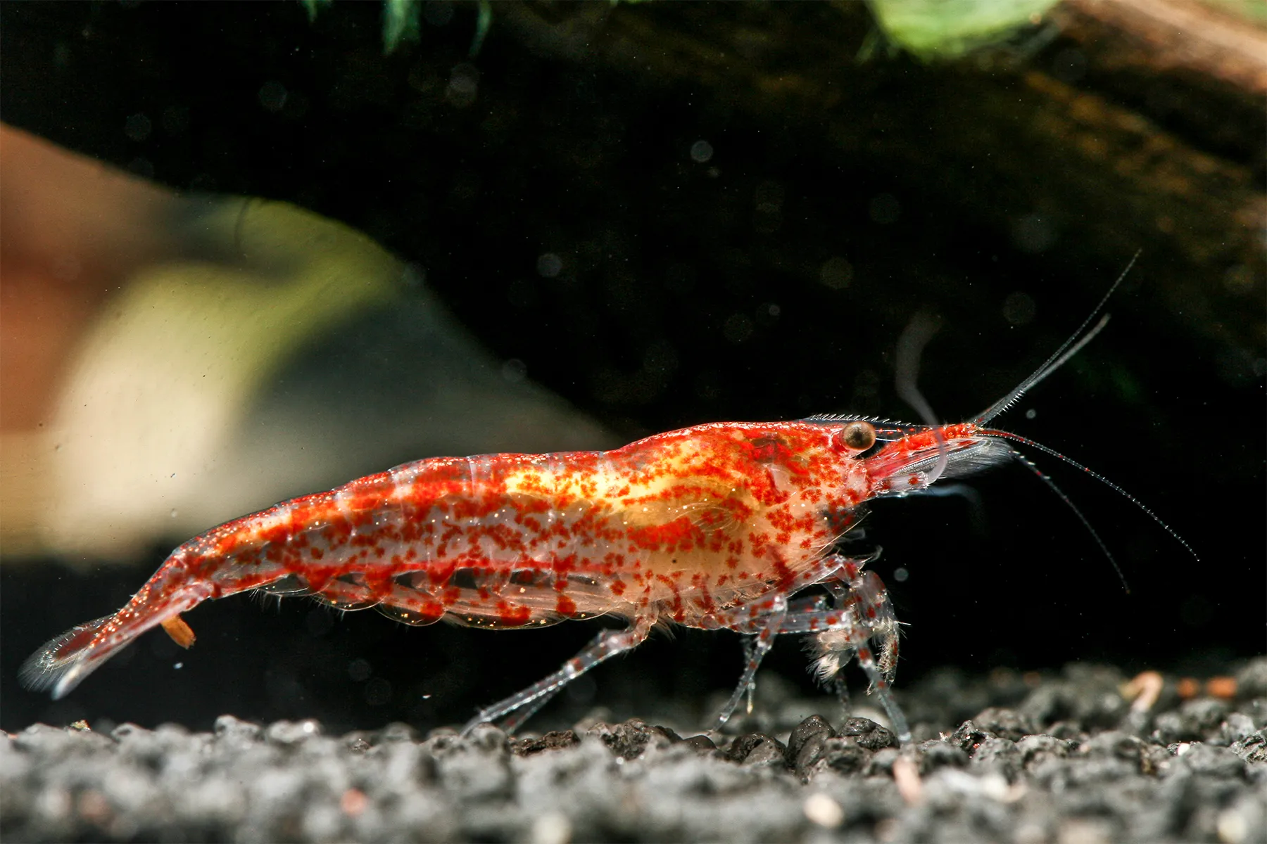 Cherry Shrimp