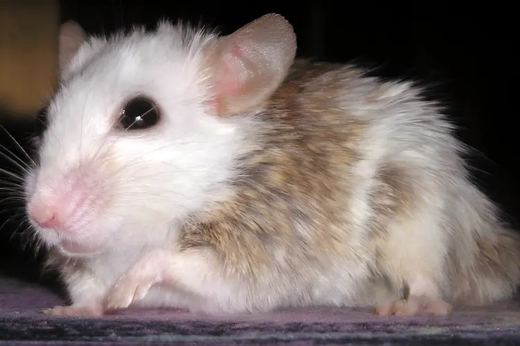 photo of Multimammate rat