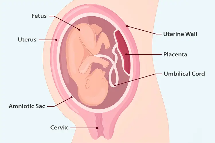 Illustration of fetus in womb, labeled
