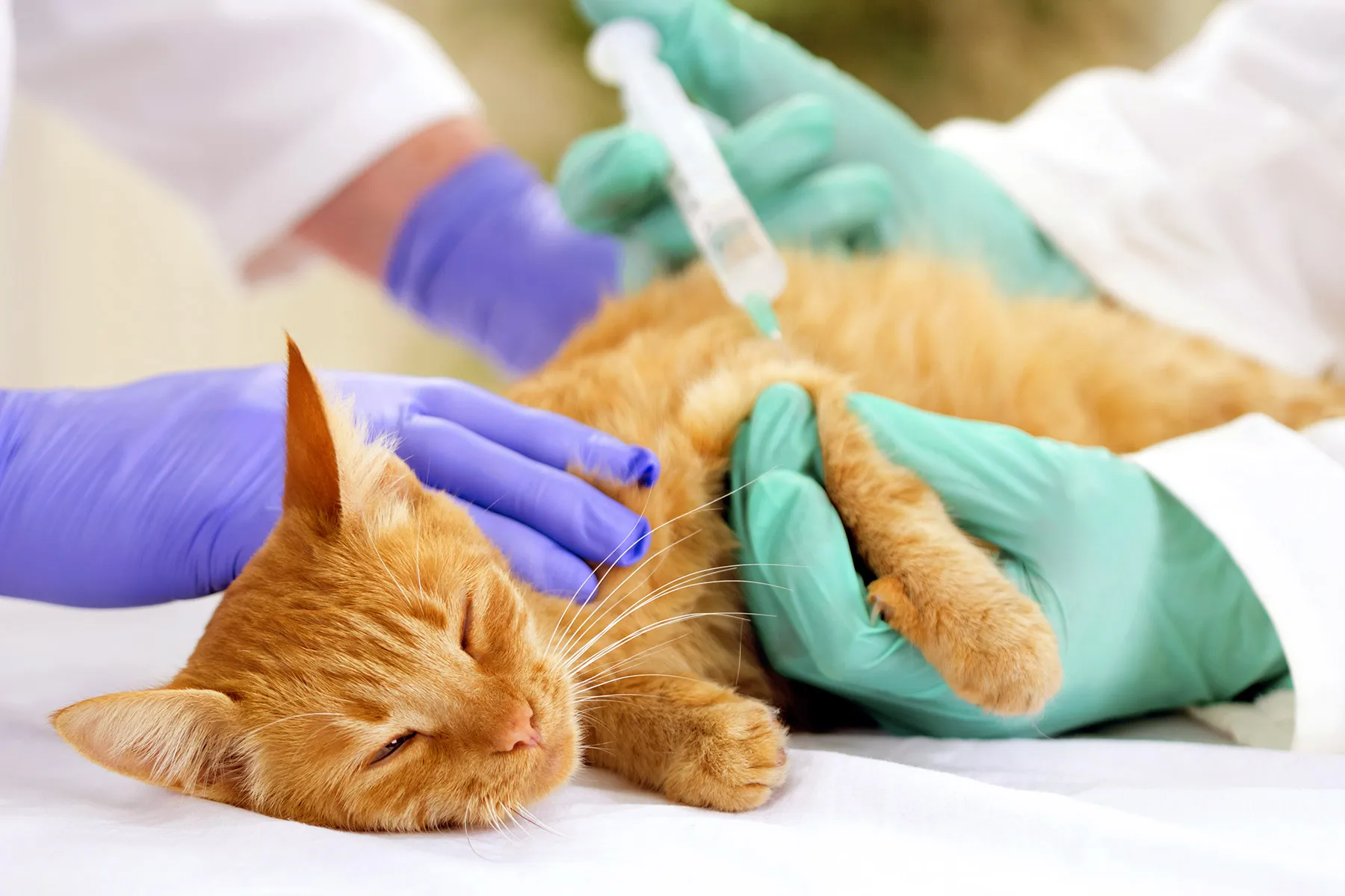 Guide to Cat Vaccinations: What Shots Your Cat Needs and When