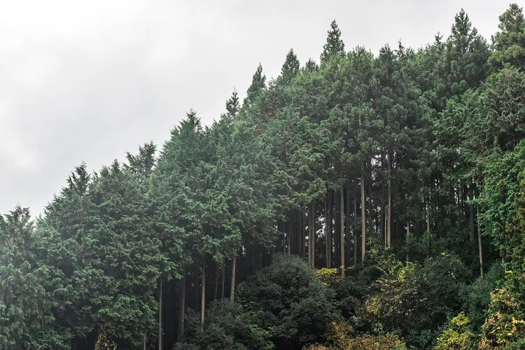 photo of Cedar trees forest 