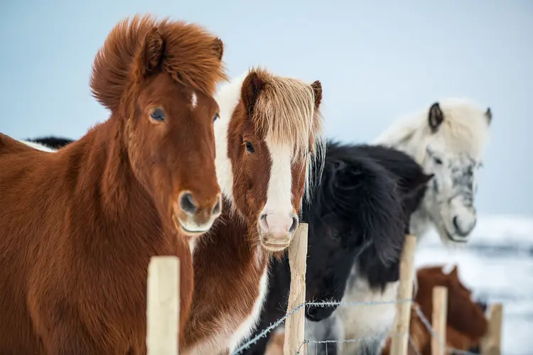 photo of Beautiful icelandic horses