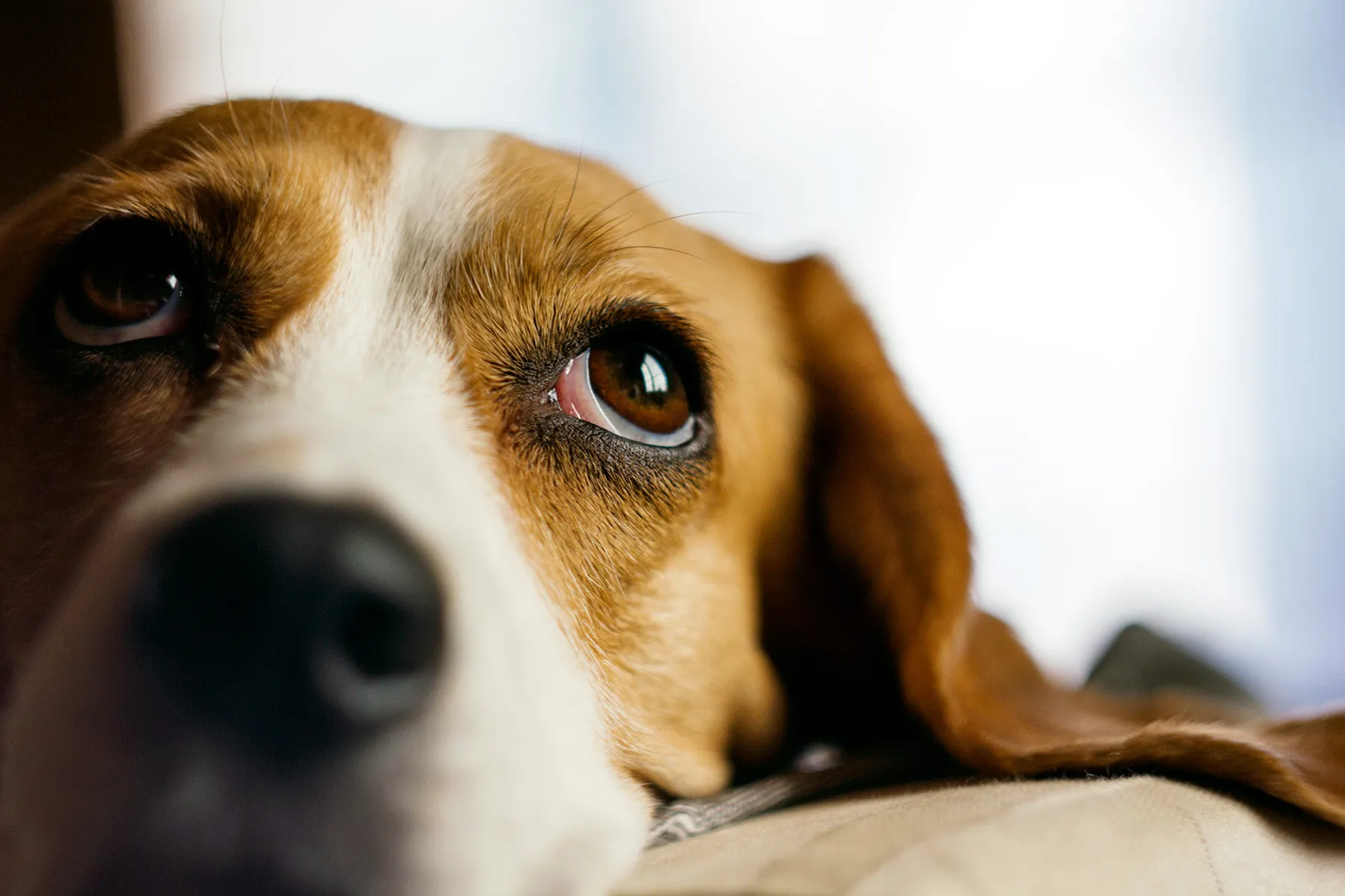 photo of beagle