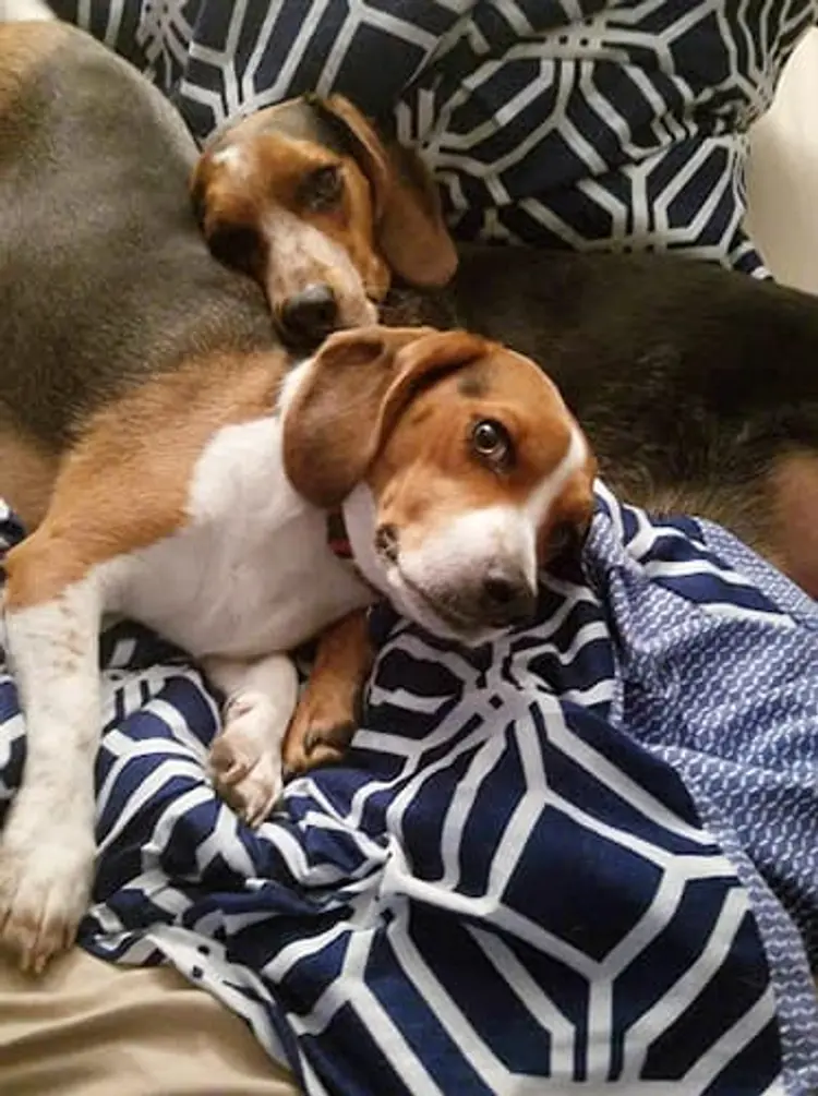 dogs laying on bed
