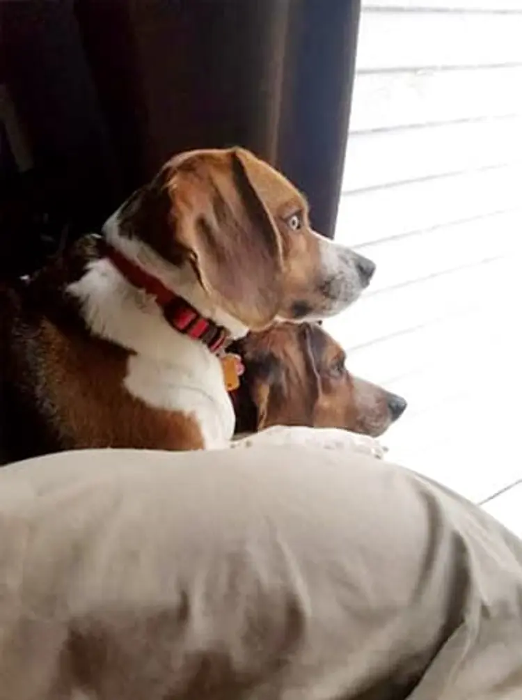 dogs looking out window
