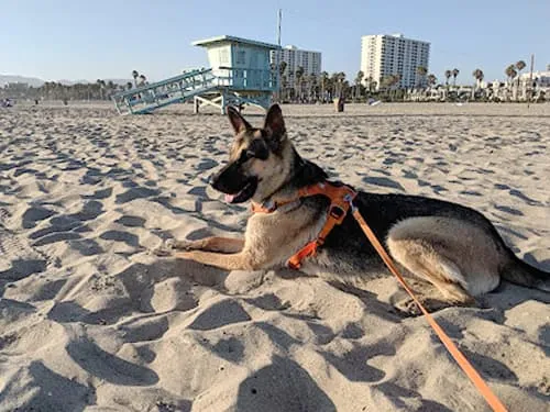 german shepherd on beach