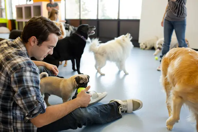 Find the Right Doggie Day Care and Kennel