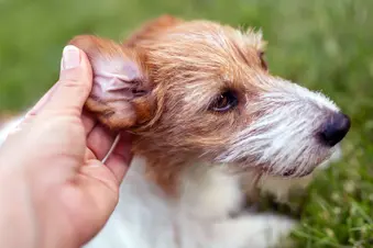 photo of owner checking dog's ear