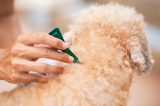 Applying Treatment 