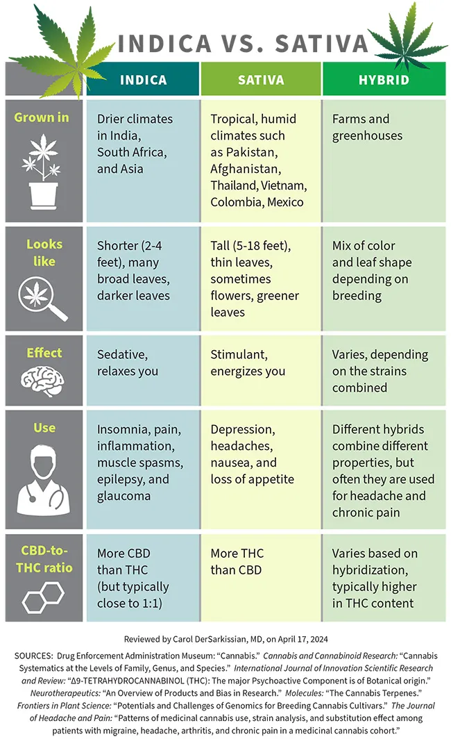infographic on indica vs sativa