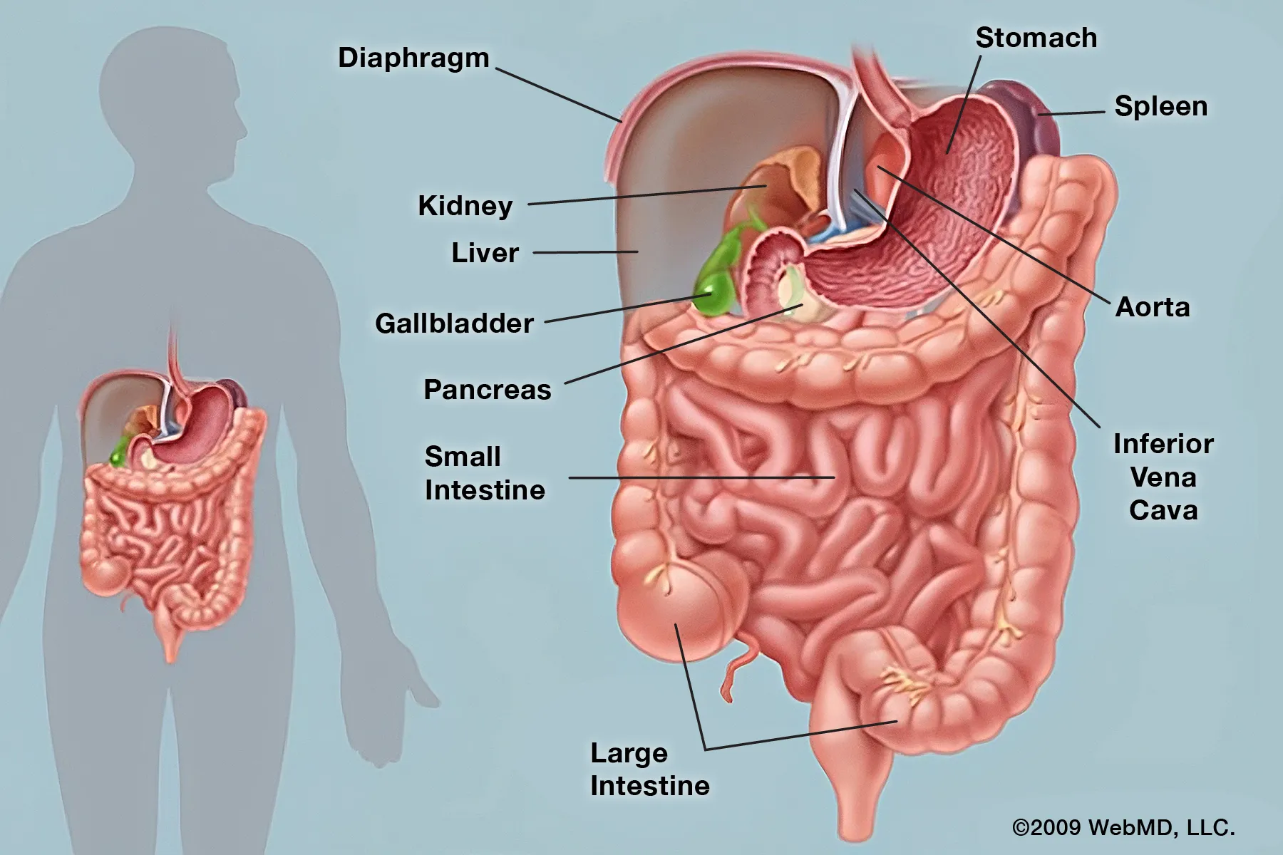 photo of Abdominal organs anatomy