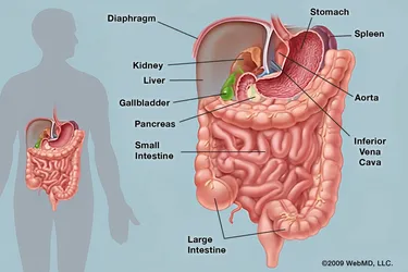 The abdomen contains digestive organs including the stomach, intestines, pancreas, liver, and gallbladder. Problems affecting these organs and others can cause abdominal pain. (Photo Credit: WebMD)