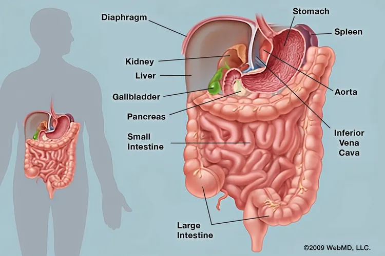 The abdomen contains digestive organs including the stomach, intestines, pancreas, liver, and gallbladder. Problems affecting these organs and others can cause abdominal pain. (Photo Credit: WebMD)