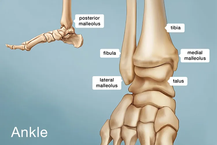 photo of Ankle anatomy
